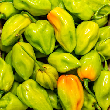 Group of hot pepper (Capsicum chinense Adjuma) in selective focus and fine detail "pimenta de cheiro"