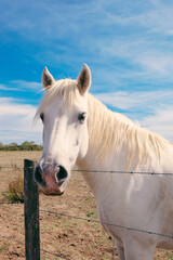 The Camargue horse grazing in the Camargue area in southern France, it is considered one of the oldest breeds of horses in the world.