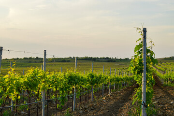 vineyard in spring on sunny day in Tikves wine region, Macedonia