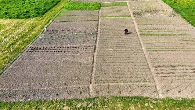 Aerial view Agriculture. A woman cuts weeds with a hoe on a plot of land. Top view of fields planted with potatoes, beans, beets, cabbage, corn