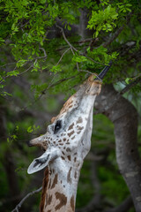 close up of a giraffe