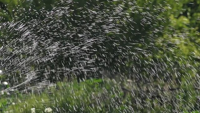 Splashes of water from a sprinkler watering the grass