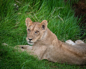 Lion, Ruaha, Tanzania, Africa
