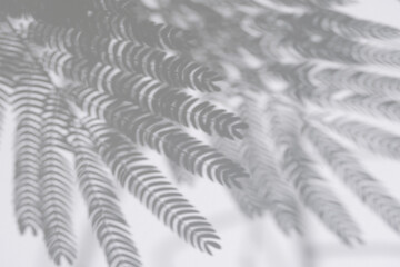 Botanical Shadow Overlays