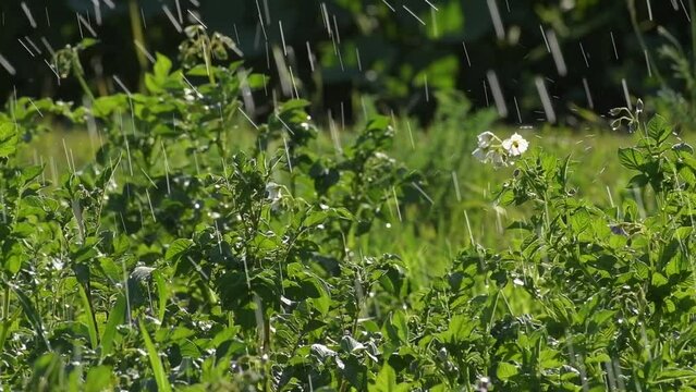 The Watering flowering potatoes with a sprinkler