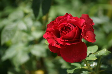 red rose in garden