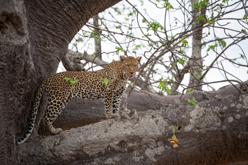 Leopard in a tree