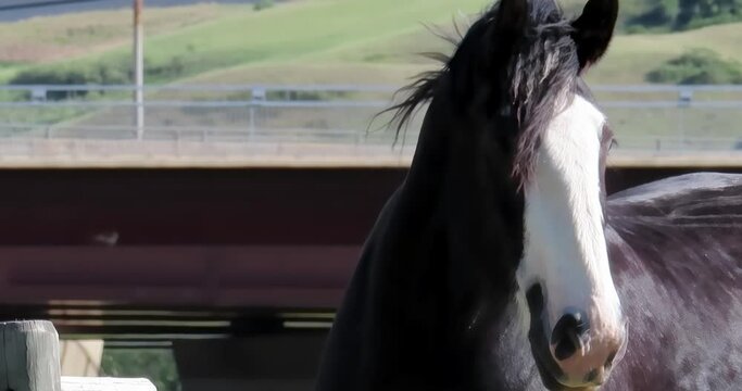 A close up to a domestic Shire horse at a farm during the summer. A British breed of draught horse. It is usually black, bay, or grey and is a tall breed.