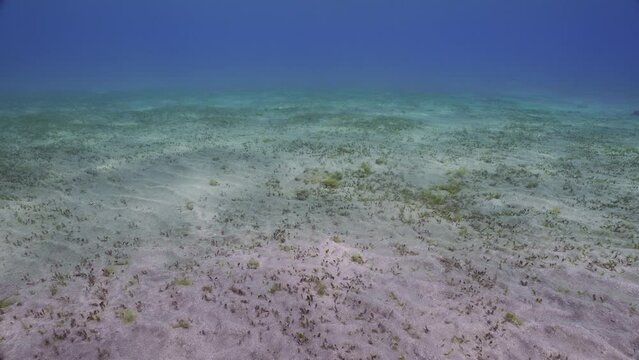 Camer moves forward over sandy bottom with green se gass in sun glare, Slow motion, Natural underwater background with sandy bottom and green seagrass on snn day