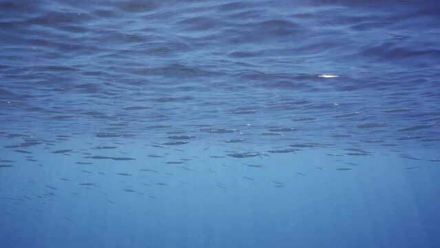 Large school of Halfbeak fish swims in blue se under surface of water on sunny day under bright sunbeams, slow motion. Red Se Halfbeak (Hyporhamphus gamberur)