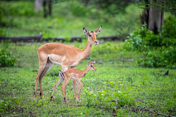 Selous Game Reserve, African Wildlife  Safari, Tanzania