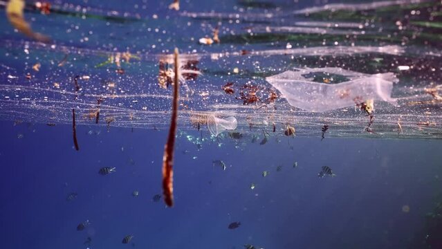 Disposable plastic trash floats below surface of water, on background school of Striped mackerel or Indian mackerel (Rastrelliger kanagurta) swims and filtering for zooplankton, Slow motion