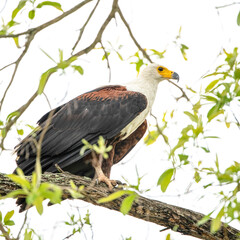Selous Game Reserve, African Wildlife  Safari, Tanzania
