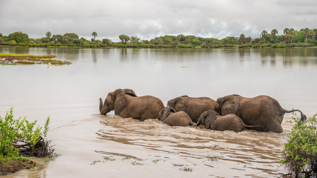 Selous Game Reserve, African Wildlife  Safari, Tanzania