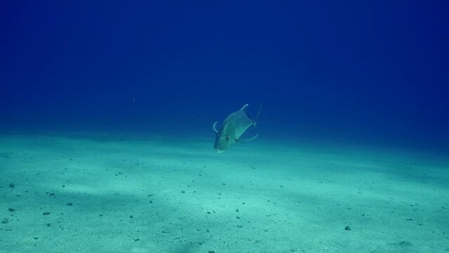 Close-up of curious Giant trevally (Caranx ignobilis) swimming over sandy bottom approaching camer looking into lens swims very close, Slow motion