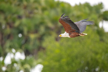 Selous Game Reserve, African Wildlife  Safari, Tanzania
