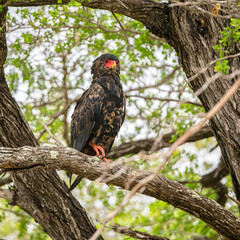 Ruaha National Park, African Wildlife  Safari, Tanzania
