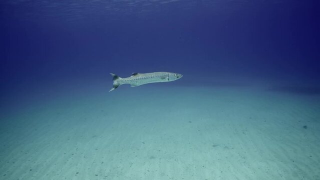 Lonely Great Barracud or Barr (Sphyraen barracuda) swims slowly in depths of blue ocean above sandy bottom, Medium shot, slow motion