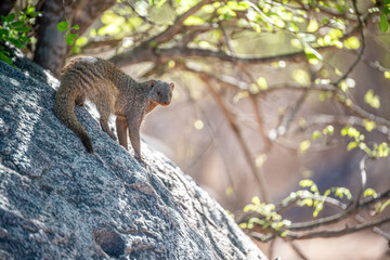 Ruaha National Park, African Wildlife  Safari, Tanzania
