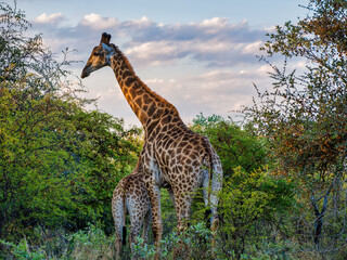 Mother and a baby giraffe foraging in African grassland Savanna, South Africa