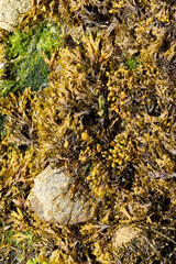seaweed on a Brittany beach