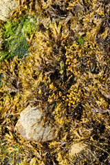 seaweed on a Brittany beach