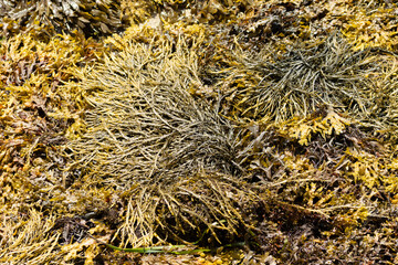 seaweed on a Brittany beach