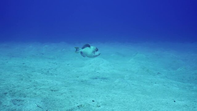 Yellowmargin Triggerfish (Pseudobalistes flavimarginatus) swimming fast over sand seabed covered with hills at depth, Slow motion