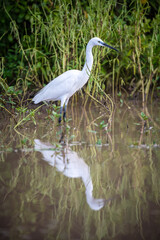 Selous Game Reserve, African Wildlife  Safari, Tanzania
