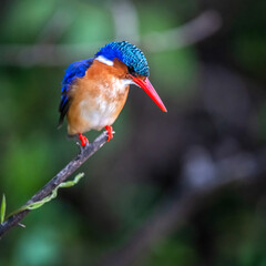Selous Game Reserve, African Wildlife  Safari, Tanzania
