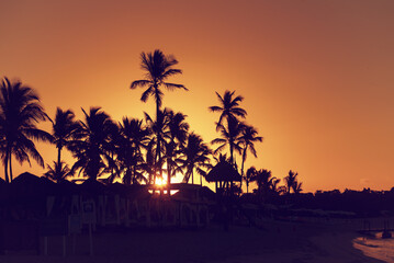 Palm trees at sunset