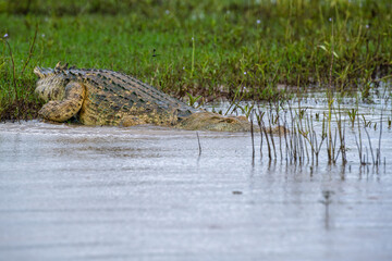 Selous Game Reserve, African Wildlife  Safari, Tanzania