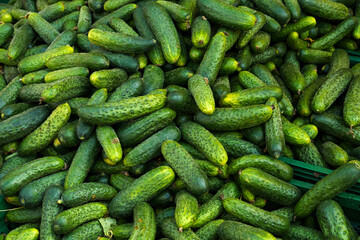 Showcase with cucumbers. Food market, close-up