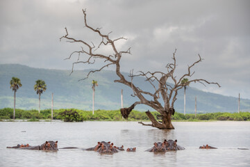 Selous Game Reserve, African Wildlife  Safari, Tanzania