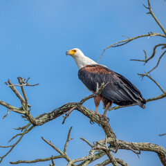 Selous Game Reserve, African Wildlife  Safari, Tanzania