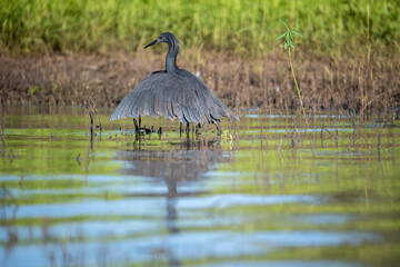 Selous Game Reserve, African Wildlife  Safari, Tanzania
