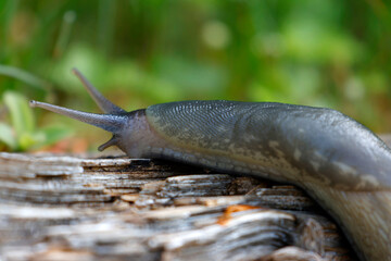 Natural closeup of a Limax maximus crawling on a wood surface