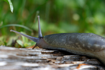 Natural closeup of a Limax maximus crawling on a wood surface	