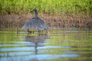 Selous Game Reserve, African Wildlife  Safari, Tanzania
