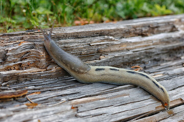 Natural closeup of a Limax maximus crawling on a wood surface	