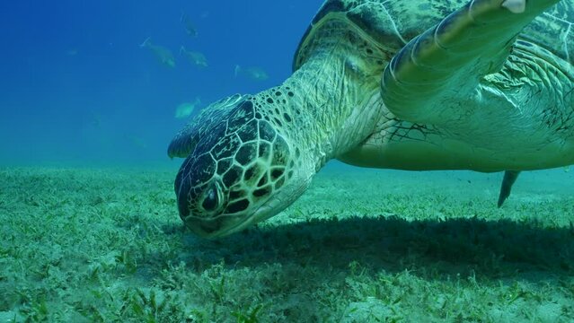 Close up of Great Green Se Turtle (Cheloni mydas) slowly swims over seabed eating seagrass in sunny day on blue water background, slow motion