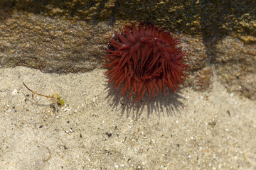 actinia sea anemone on rocks on a beach in Brittany