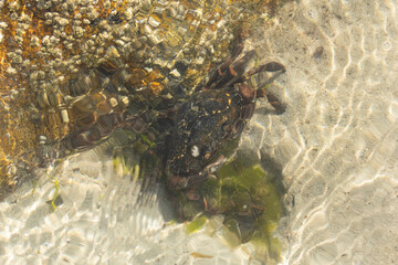 actinia sea anemone on rocks on a beach in Brittany