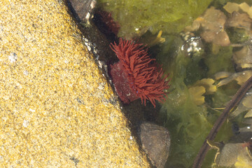 actinia sea anemone on rocks on a beach in Brittany