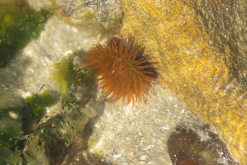 actinia sea anemone on rocks on a beach in Brittany