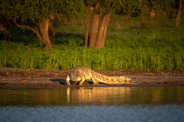 Selous Game Reserve, African Wildlife  Safari, Tanzania