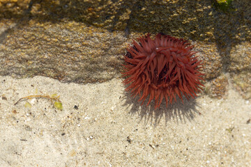 actinia sea anemone on rocks on a beach in Brittany