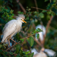 Selous Game Reserve, African Wildlife  Safari, Tanzania