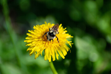 bee on a dandelion