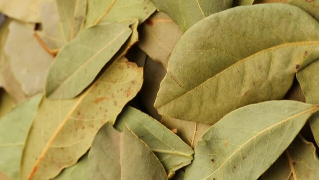 Dried green bay leaf, rotation in circle. bay leaf, spice Macro. vertical video